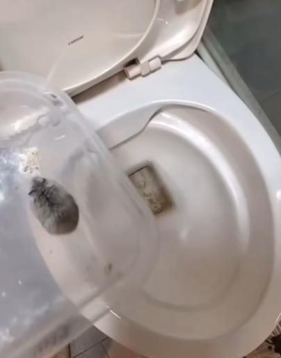 女將10倉鼠倒入馬桶沖走　台中動保處：已函送台中地檢署偵辦