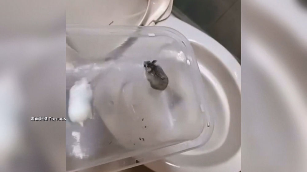 將10倉鼠倒馬桶沖掉引眾怒　身分曝光是失聯泰籍移工　中市警：已收容