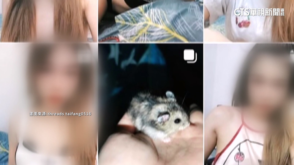 10隻倉鼠丟馬桶沖掉還po網！　原是逃逸女移工早被抓