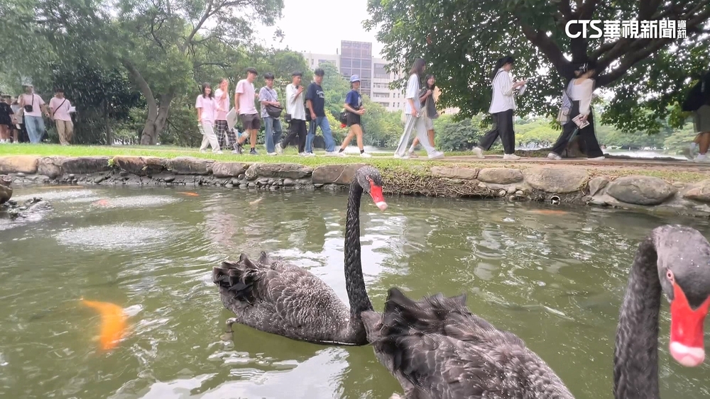 興大另類「鵝勢力」　新生手冊列「防鵝SOP」　學生：必修