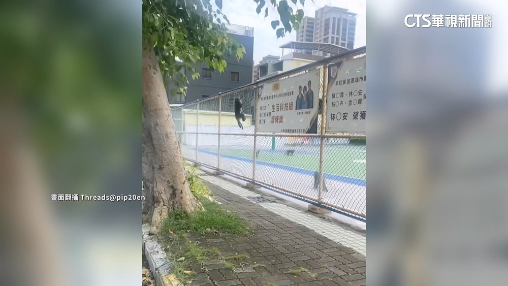 獼猴成群結隊闖鼓山區校園　學生驚聲尖叫