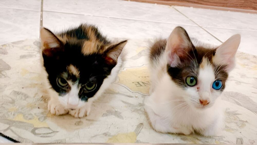 (圖/新北市動保處)