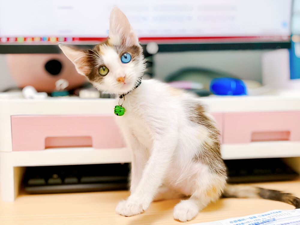 「一眼大海、一眼星辰」異色瞳幼貓戰勝病魔！展開幸福新生活