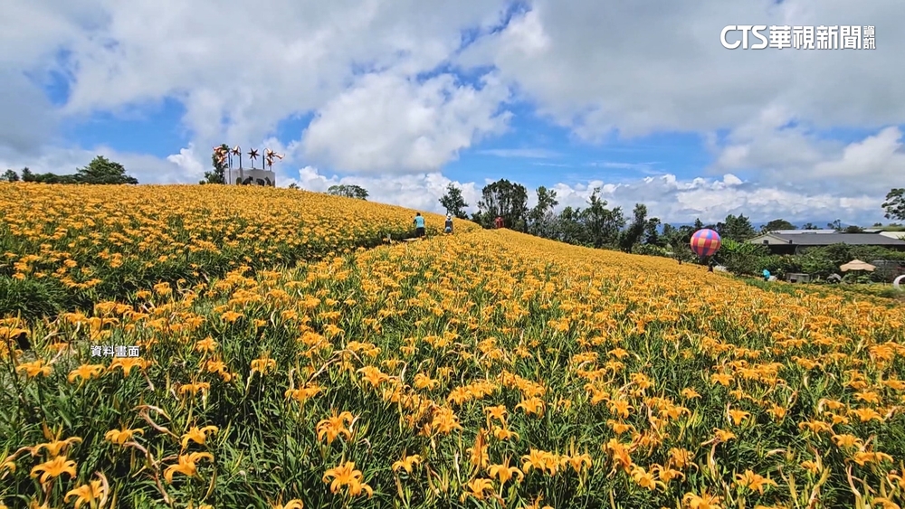 花蓮金針花季搭計程車要價2500遭控哄抬　縣府稽查