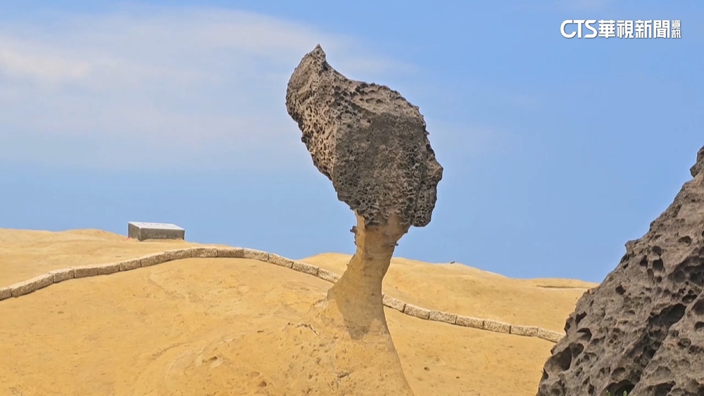 女王頭頸圍116cm恐斷　專家：地震颱風威脅大