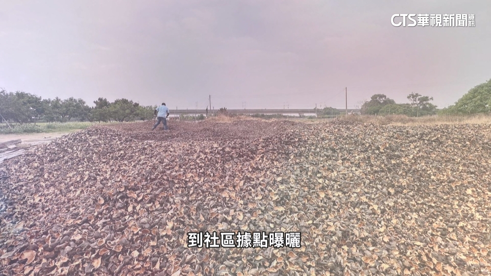 廢菱角殼化身烏金「菱殼炭」　除臭.淨化功能多樣