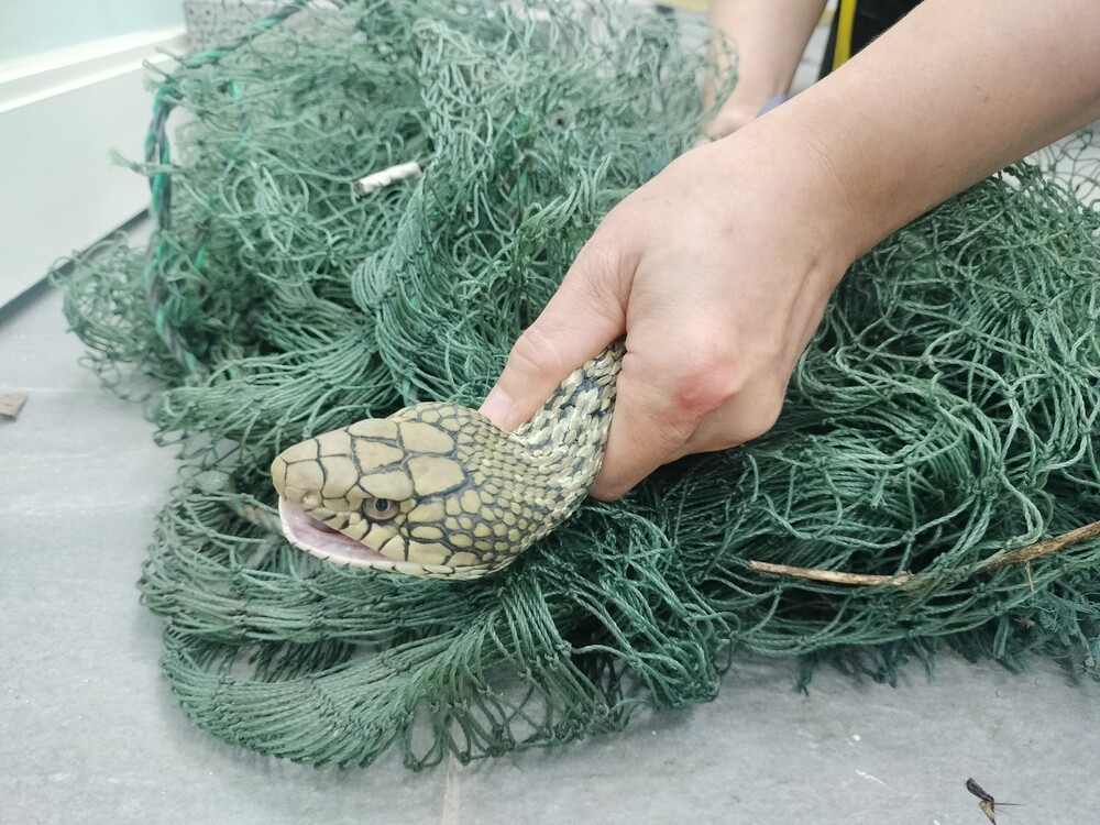 倉庫傳出窸窣聲！　開門赫見魚網緊纏「2公尺臭青母」