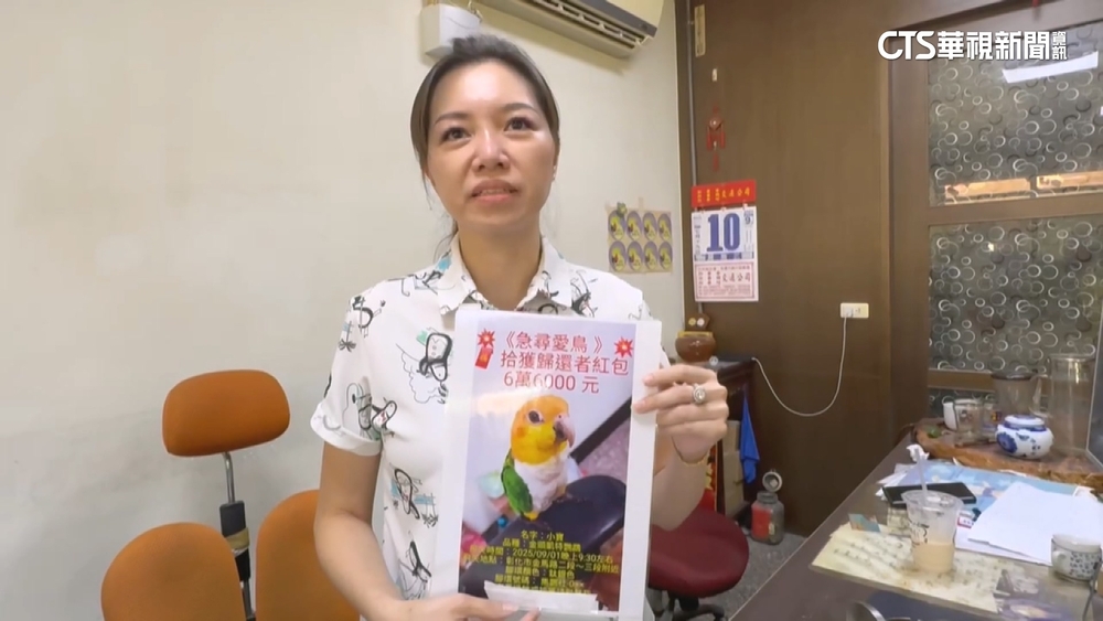 寵物鸚鵡失蹤多日　飼主焦急懸賞金加碼至10萬
