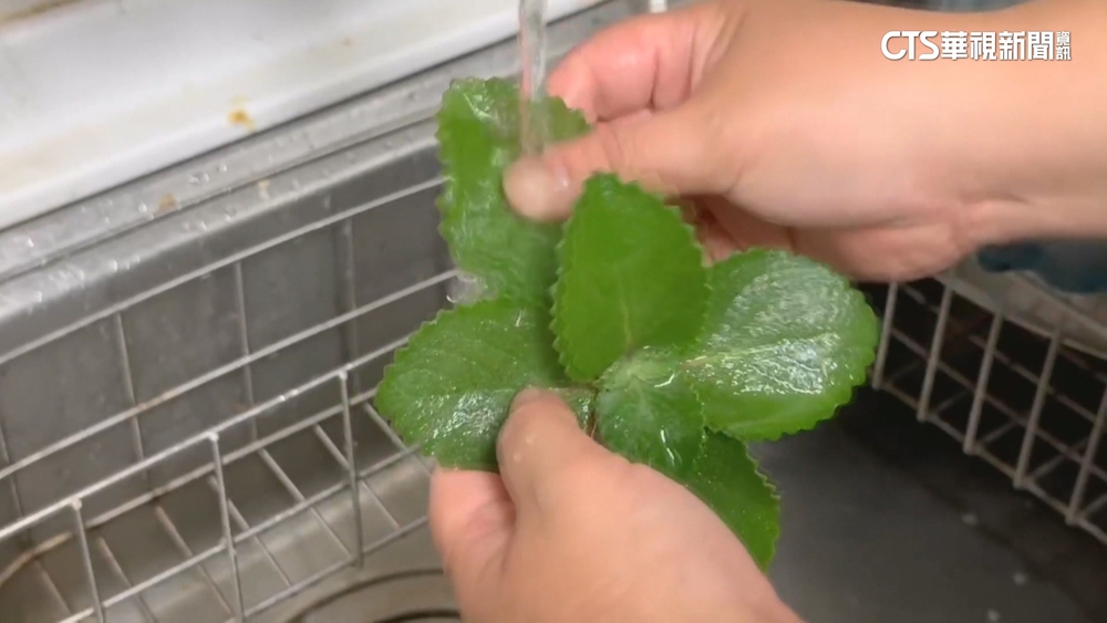 摘食左手香治喉嚨痛「男手腳麻」　醫：劑量難控