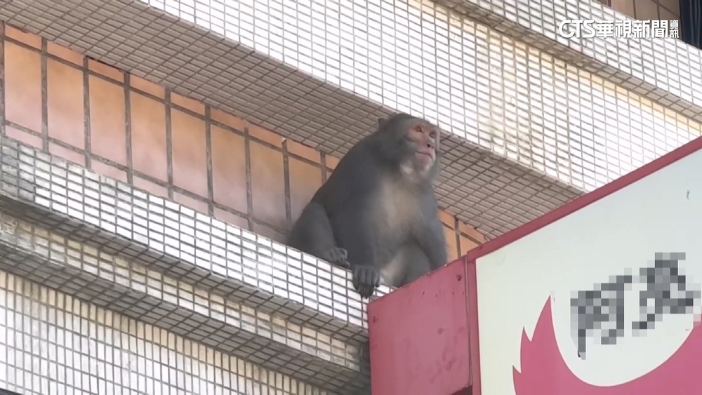 高雄獼猴光顧早餐店　業者「彈弓」對峙　專家：恐誤傷獼猴
