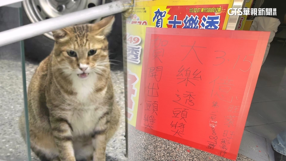 大樂透3.15億獨得！　收編浪貓　店家：開獎前喵喵叫