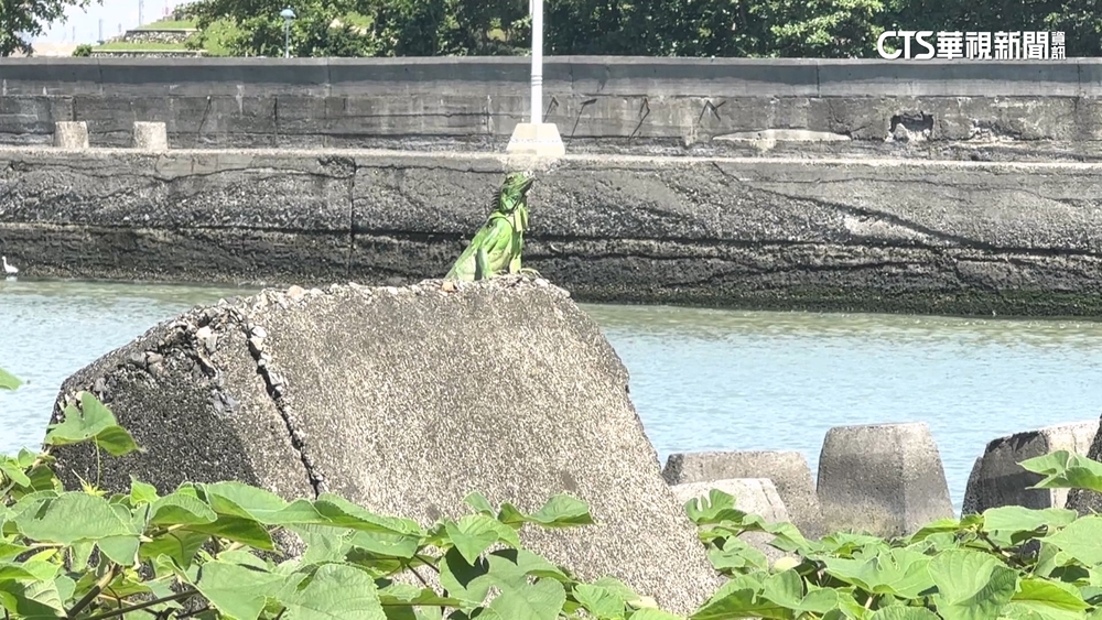 綠鬣蜥肆虐婦持長竿護紅豆　屏獵龍小組8個月領581萬禮券