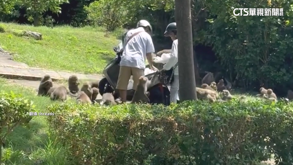 多次被目擊！　民眾騎車上壽山餵獼猴　農業局：將開罰