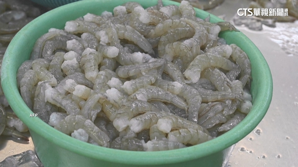 宏都拉斯蝦農出局？　總統：開放貝里斯白蝦進口