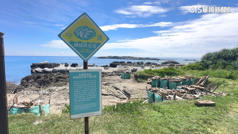 花蓮石梯坪復育硨磲貝　5顆移植不到一週被挖光