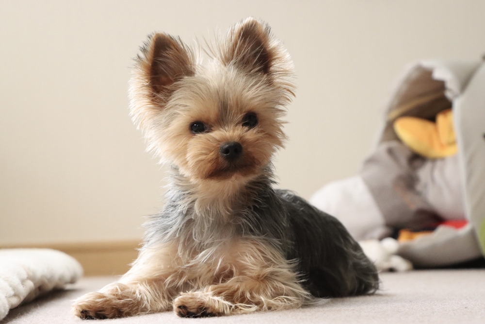 雷聲大作！毛孩易受驚走失 　未做好防護可罰最高1.5萬