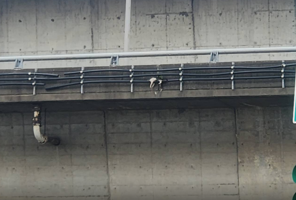 貓詭異高掛橋上！　北市動保處成功救獲　擇期開放認養