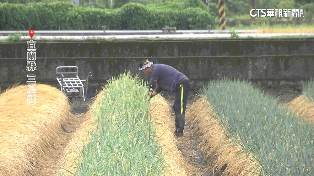 強颱「樺加沙」發陸警！　全台農漁民忙防颱