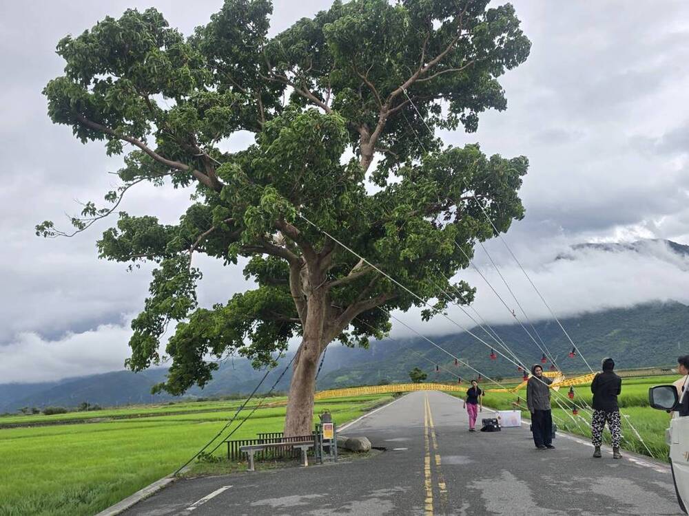 強颱樺加沙逐步逼近！　池上地標「金城武樹」再被五花大綁