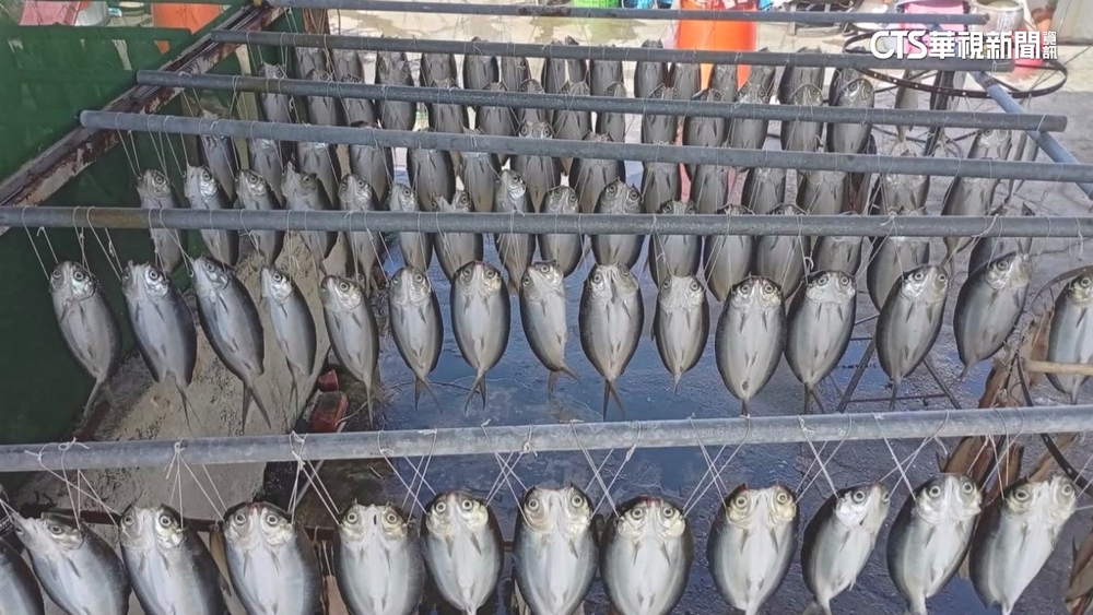 「整排貓頭鷹盯我看」民眾喊救命　村長笑：是虱目魚啦