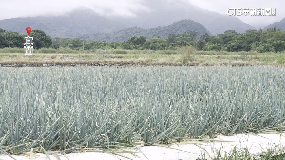 颱風兩樣情！宜蘭三星蔥農求雨　台中香菜農憂心忡忡
