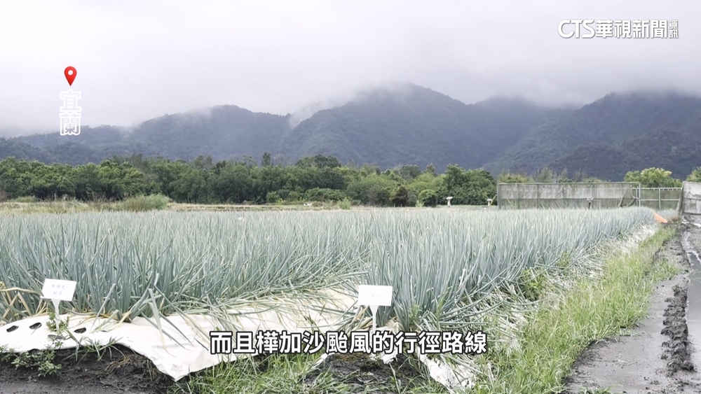 颱風兩樣情！宜蘭三星蔥農求雨　台中香菜農憂心忡忡