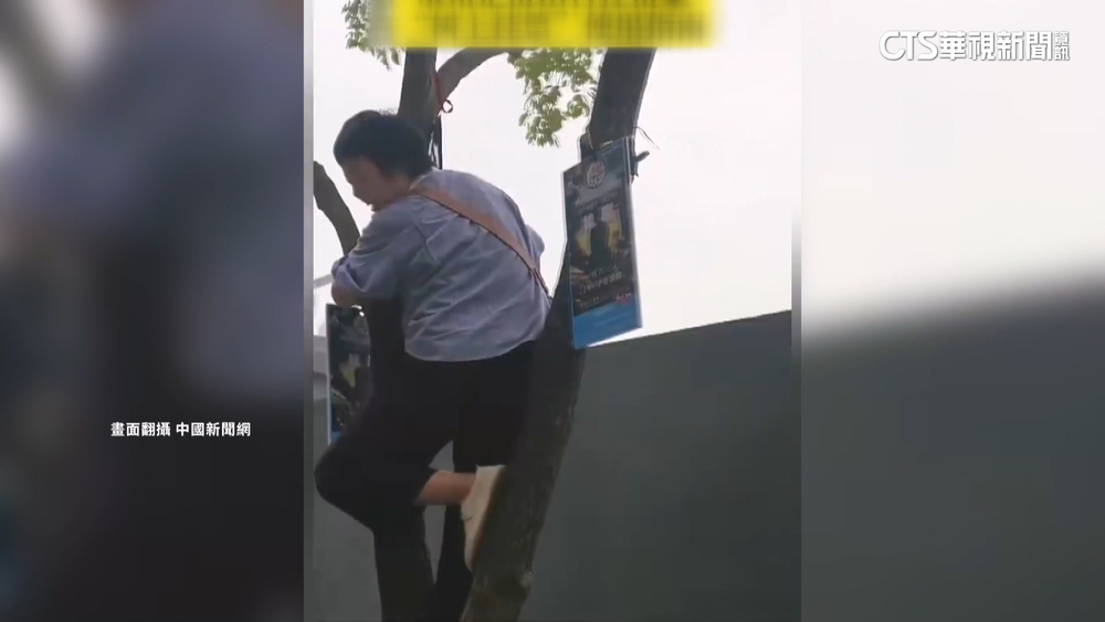 爬樹看球賽！　中國足球賽門票秒殺　官方推「樹上掛票」