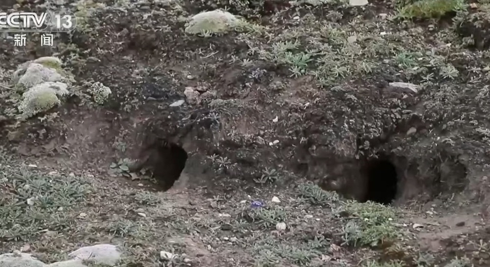 (圖/翻攝自微博)