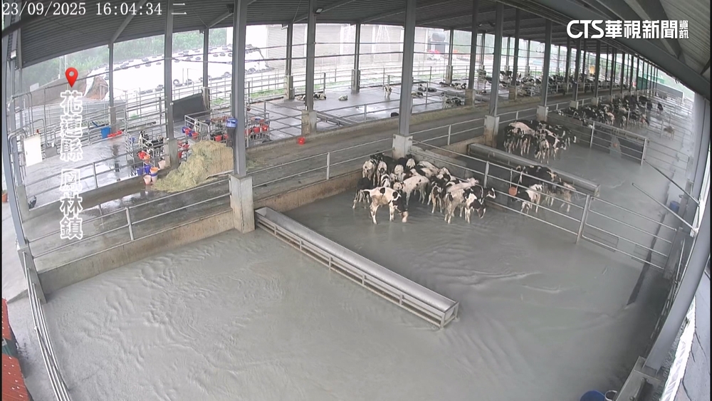 溢流釀洪災！　14公里外牧場120頭牛被沖進海
