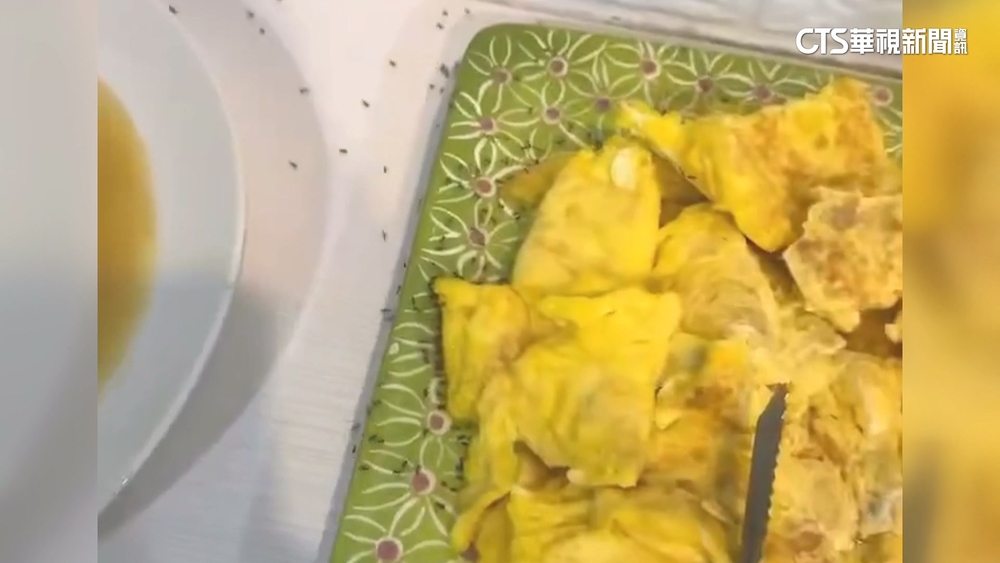 客控小琉球人氣民宿「早餐爬滿螞蟻」　業者：加強清理