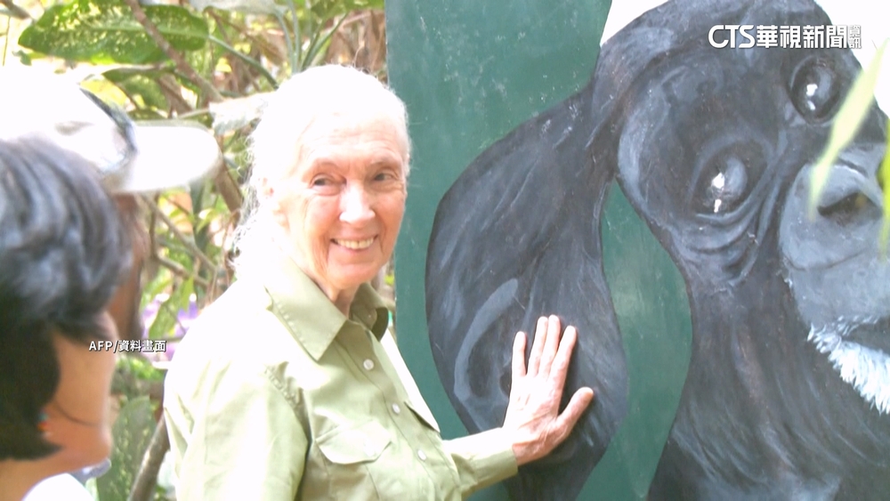 今年6月曾訪台　珍古德博士辭世享耆壽91歲