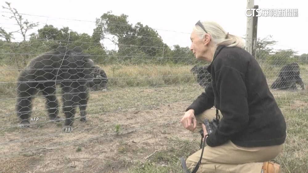 6月才來台演講！　「黑猩猩之母」珍古德辭世享耆壽91歲