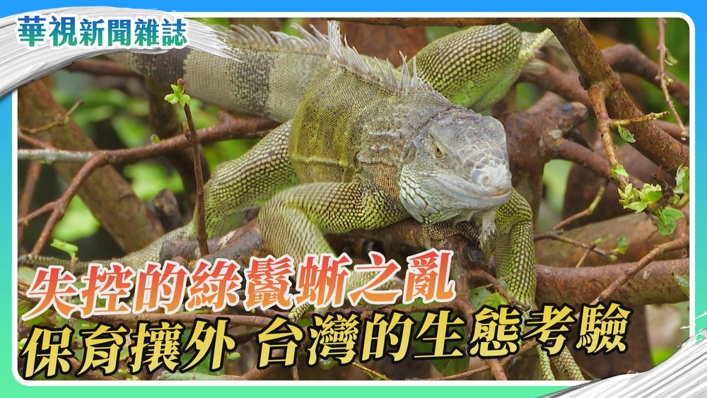 【保育攘外】失控的綠鬣蜥之亂｜華視新聞雜誌