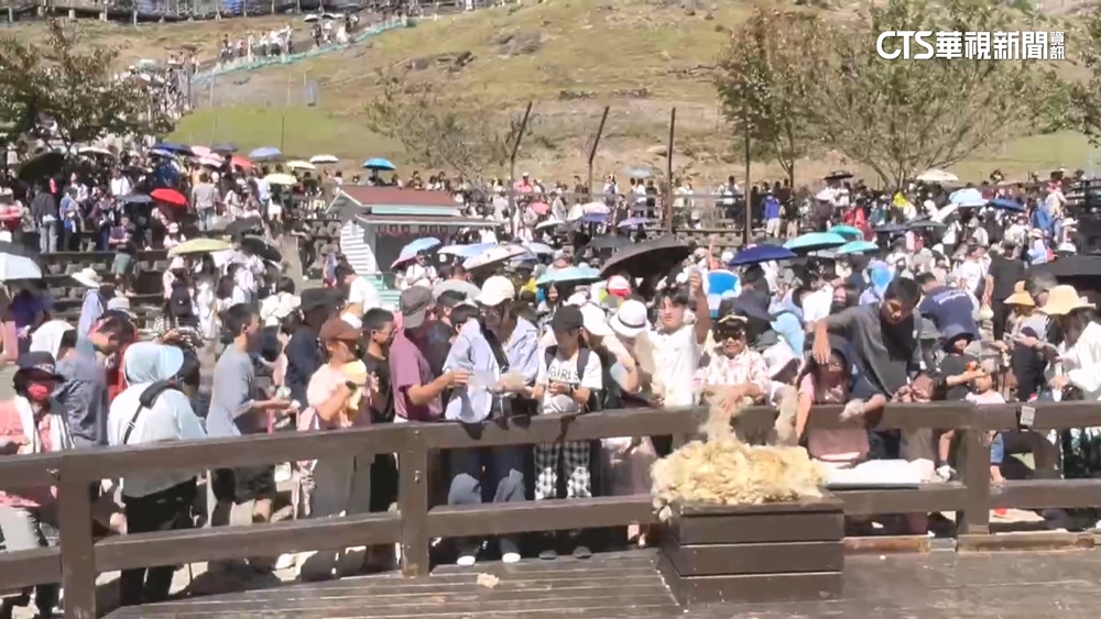 南投清境農場迎假期高峰！　單日入園人數破5000人