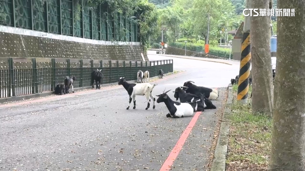 馬路有羊！放養羊群吃草霸路　駕駛無奈倒車閃開
