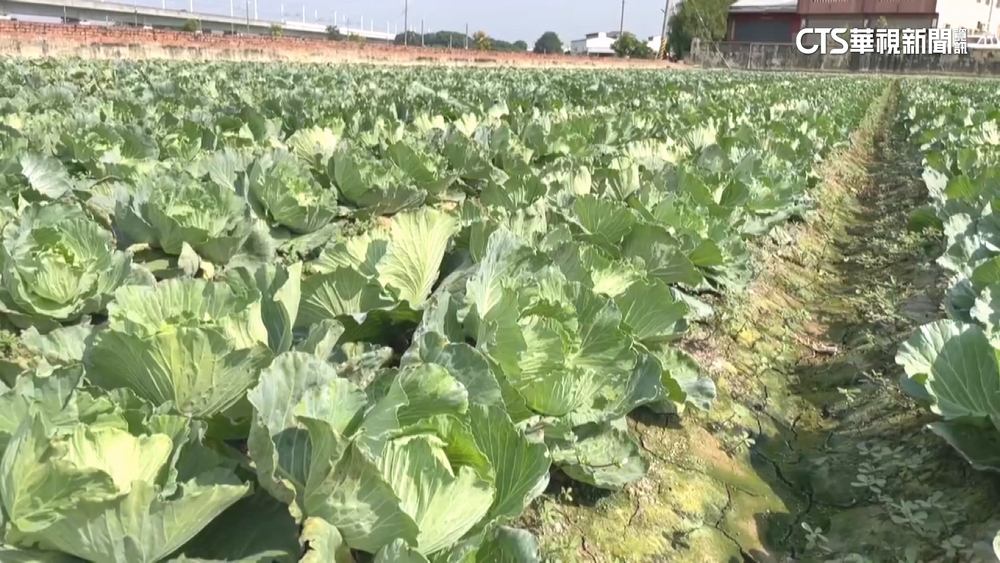 高麗菜「連40天超種亮紅燈」　農糧署籲分批改種