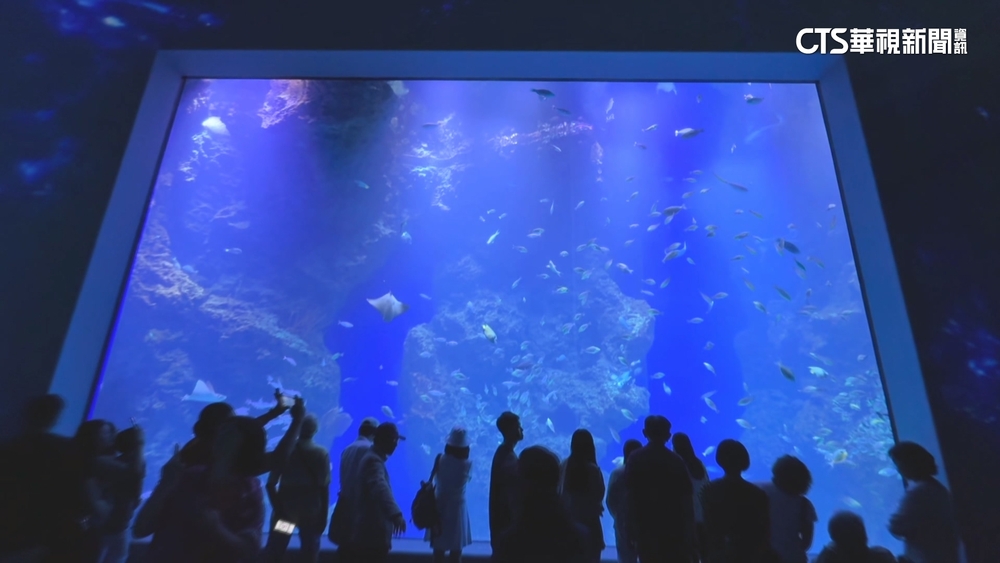 台中海洋館正式開幕　濕地體驗.全台第二大展示缸超吸睛