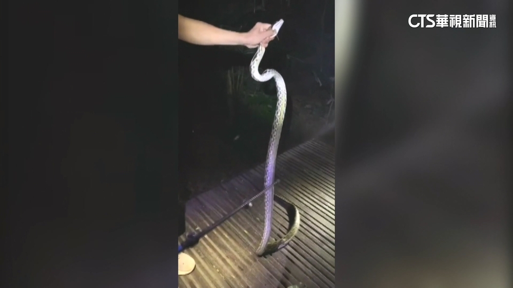 爬柴山遇三級保育動物「黑眉錦蛇」　登山客把玩恐觸法