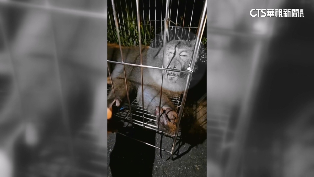 獼猴「路殺」一死一傷！通報回「就地掩埋」　農業處：會改善