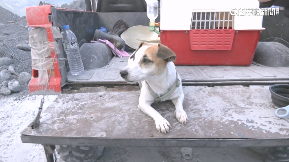 屏東特搜隊二度挺進　帶搜救犬「Chubby」尋找失聯者