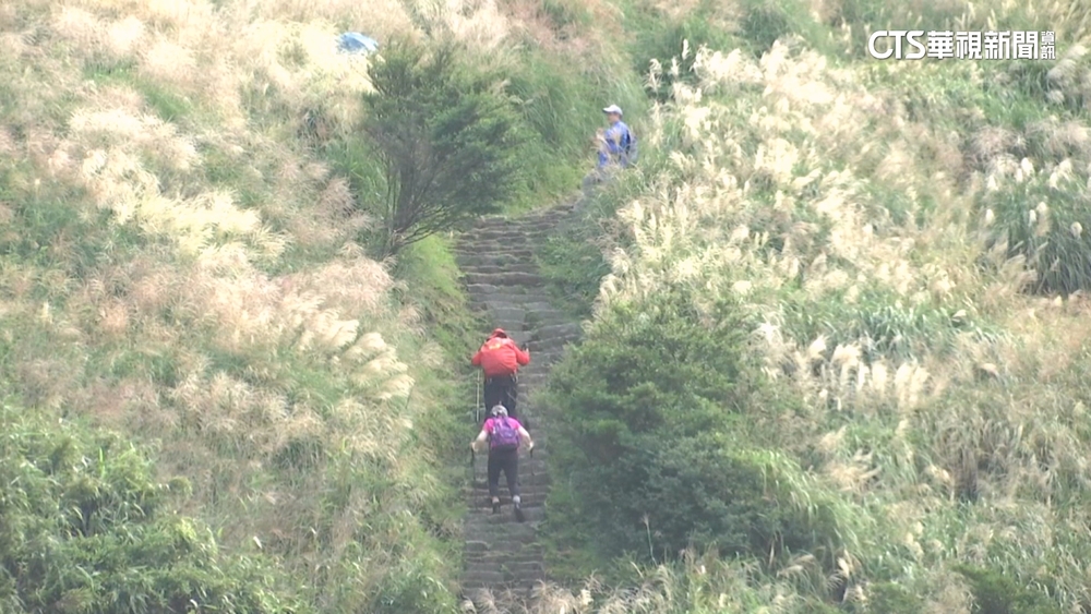 陽明山縱走賞秋芒　銀白浪花滿山景遊客爆滿