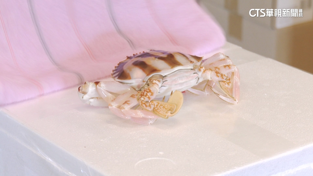 秋蟹季！　活蟹宅配保存易死傷　急速低溫.熟凍相對安全