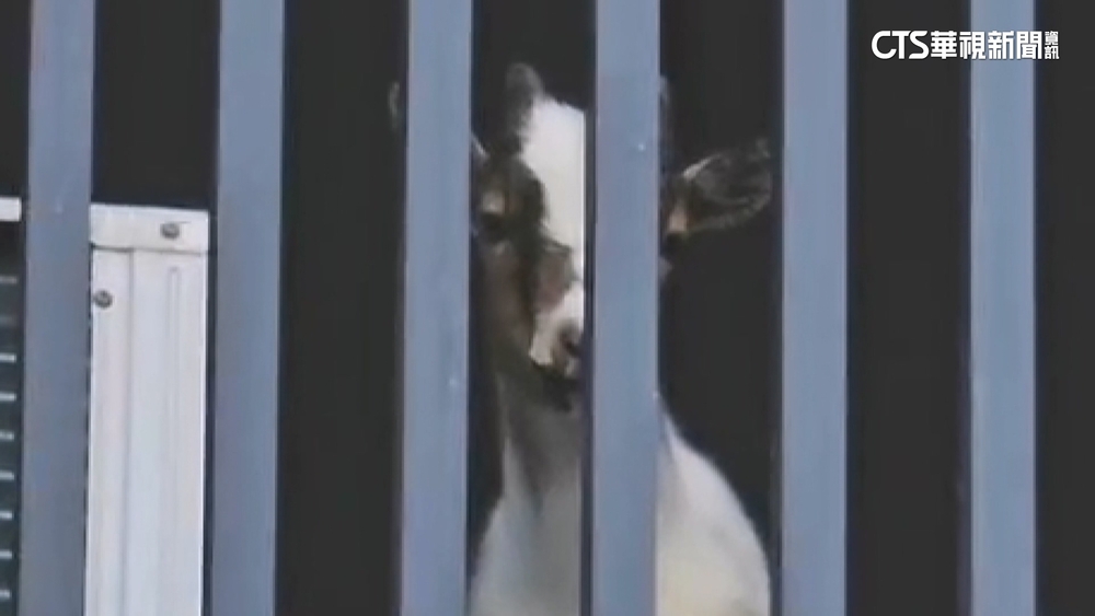 社區裡養迷你羊！　路過民眾傻眼　鄰居：會聽見「咩咩聲」