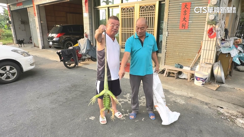 1.5米綠鬣蜥撞上家門　碰！住戶：以為機車倒了