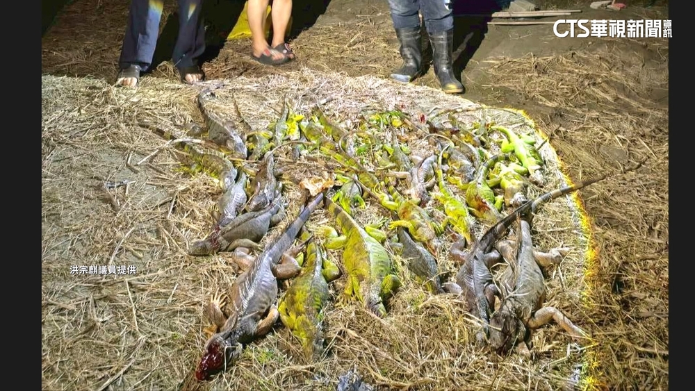 綠鬣蜥啃食紅豆田！一晚捉百隻　圍網補助「護豆」