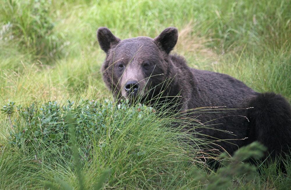 日本再傳熊襲！溫泉旅館員工「被熊拖走」　今尋獲遺體