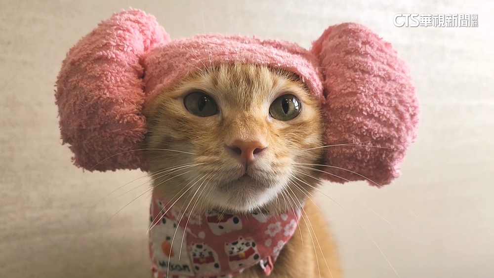 萌！　高捷貓站長蜜柑「搭上粉髮風」　警反詐推「粉紅手銬」