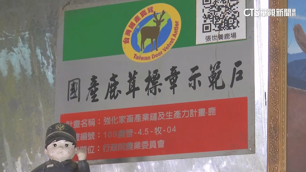 「1兩要價千元」本土鹿茸如何辨　業者：鹿場選購最安心