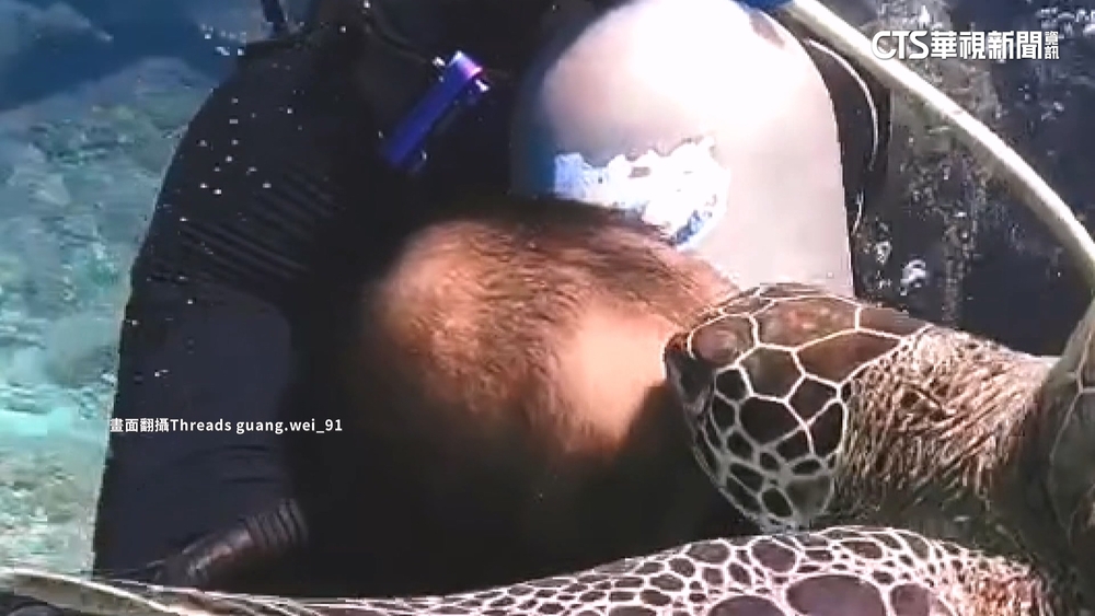 海龜疑把潛水客頭髮「當成海藻」　來回不斷啃食