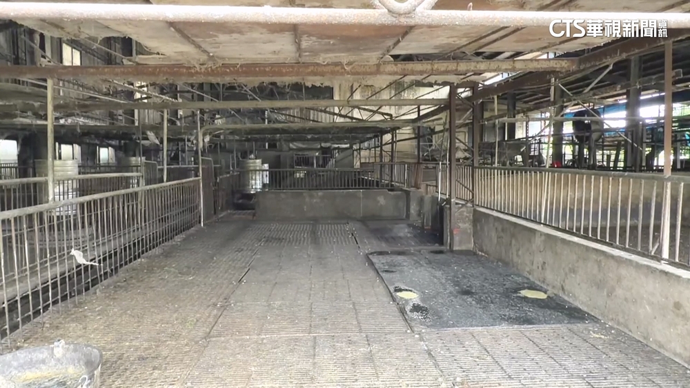 邊境嚴守7年破防！　非洲豬瘟入侵　撲殺195豬